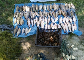 На Николаевщине бригадир звена рыбаков нарушил закон и нанес ущерб рыбному хозяйству на 60 тыс.грн.