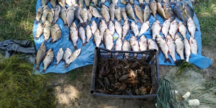 На Николаевщине бригадир звена рыбаков нарушил закон и нанес ущерб рыбному хозяйству на 60 тыс.грн.