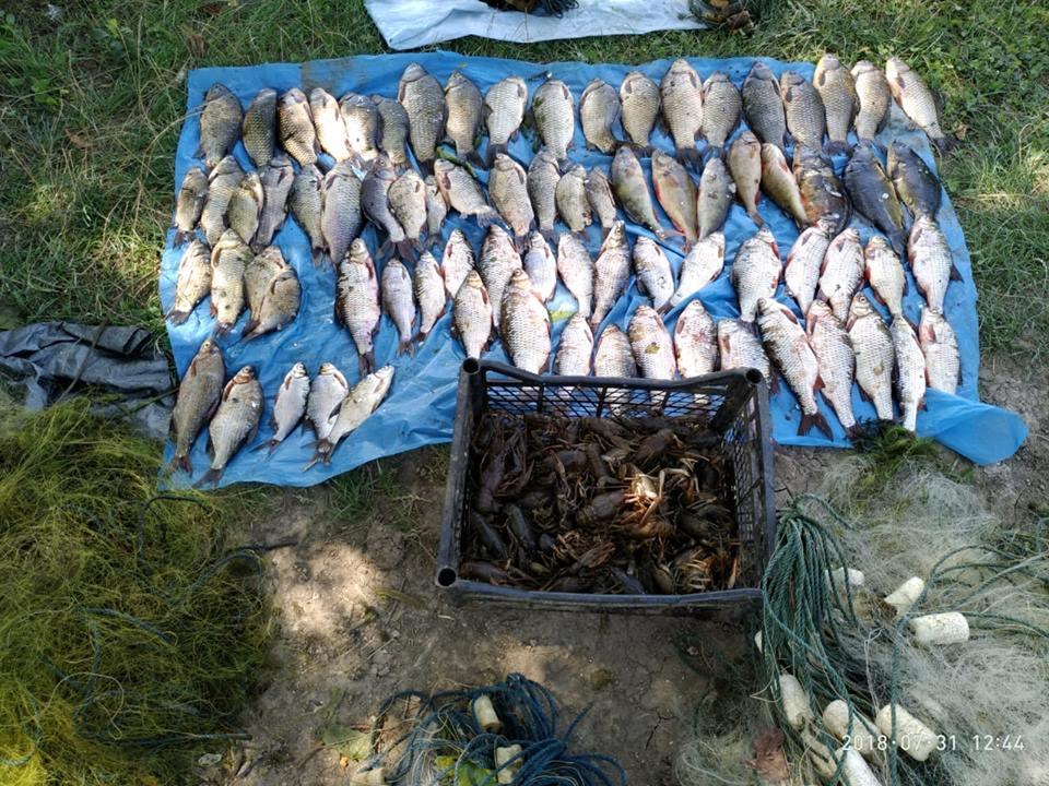 На Николаевщине бригадир звена рыбаков нарушил закон и нанес ущерб рыбному хозяйству на 60 тыс.грн. 5