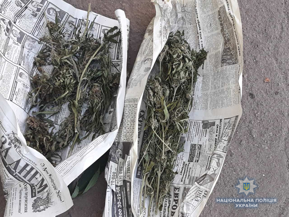 В тепличке все хорошо растет: на Николаевщине у мужчины обнаружили 2-метровые кусты конопли и 5 кг готовой к употреблению «травы» 5