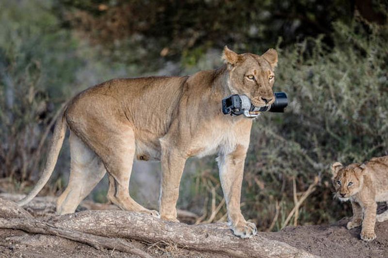 Не растерялась: львица подобрала упавшую у туристки фотокамеру за 2 тыс.фунтов стерлингов и отнесла ее детям 1