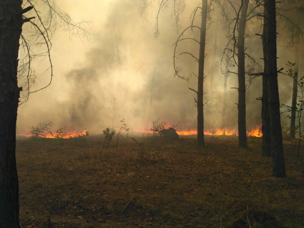 На Николаевщине горит лес. Площадь пожара – 3 га 5