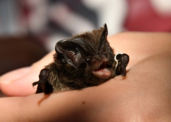 Так и до чупакабры недалеко? В Чернобыльской зоне ученые зафиксировали 9 редких видов летучих мышей