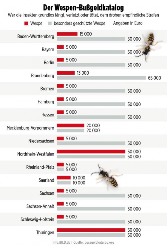 В Германии за убийство осы могут оштрафовать на 65 тыс. евро 1