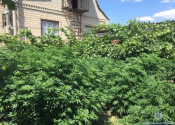 На Николаевщине полицейские изъяли 23 куста конопли, выращенные с заботой