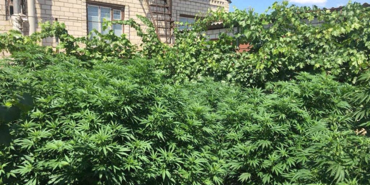 На Николаевщине полицейские изъяли 23 куста конопли, выращенные с заботой