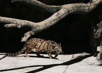 Николаевский зоопарк поздравил редкую кошку Аван с Днем дымчатого леопарда