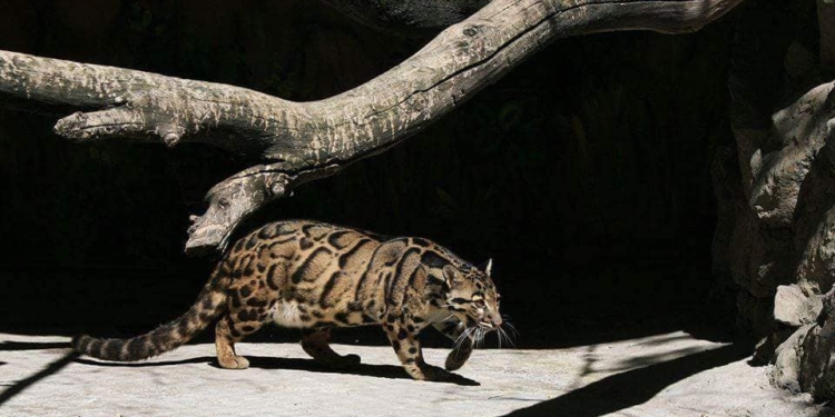 Николаевский зоопарк поздравил редкую кошку Аван с Днем дымчатого леопарда