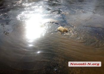 «На пяти углах» в Николаеве прорвало канализацию. Затоплены несколько улиц