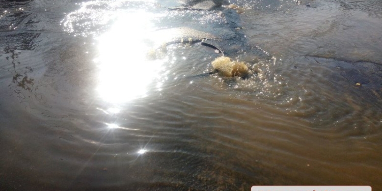 «На пяти углах» в Николаеве прорвало канализацию. Затоплены несколько улиц