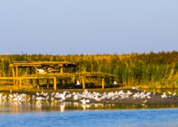 В Одесской области строят остров для пеликанов и бунгало для туристов