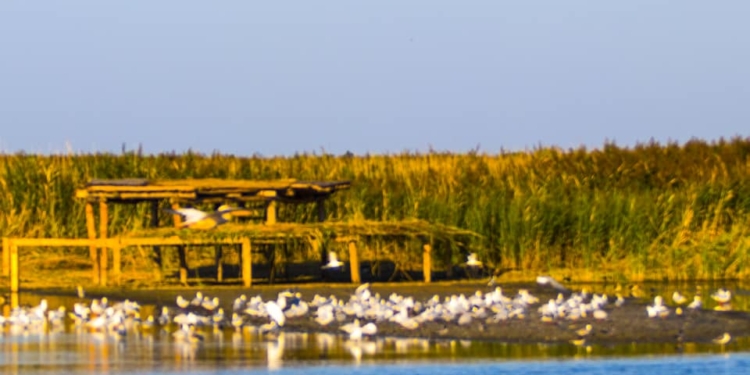 В Одесской области строят остров для пеликанов и бунгало для туристов