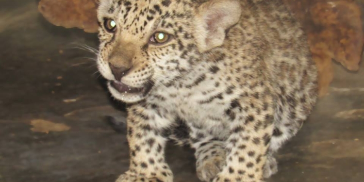 Николаевский зоопарк показал трехмесячных детенышей ягуара. Малыши уже оправдывают репутацию своего грозного вида