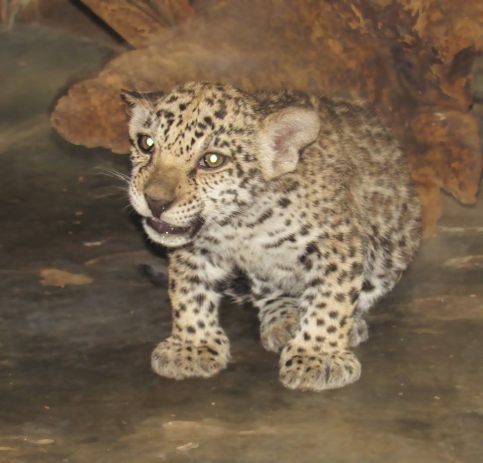 Николаевский зоопарк показал трехмесячных детенышей ягуара. Малыши уже оправдывают репутацию своего грозного вида 3