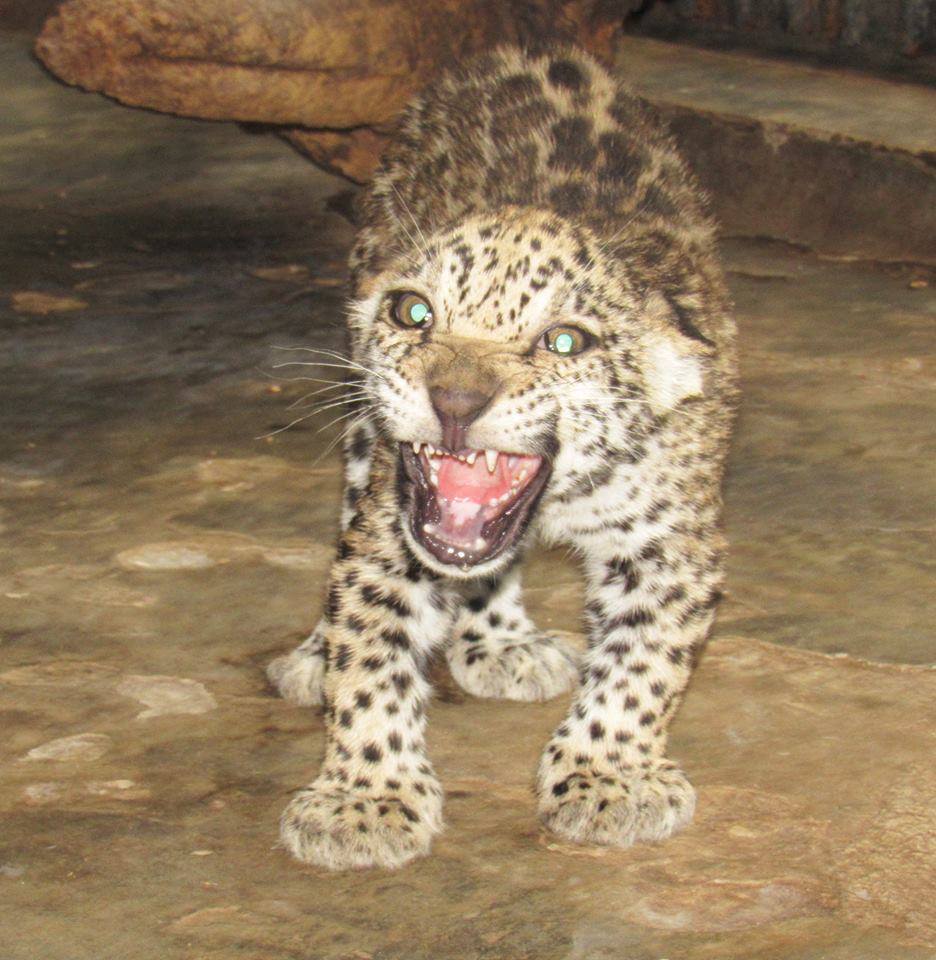 Николаевский зоопарк показал трехмесячных детенышей ягуара. Малыши уже оправдывают репутацию своего грозного вида 1