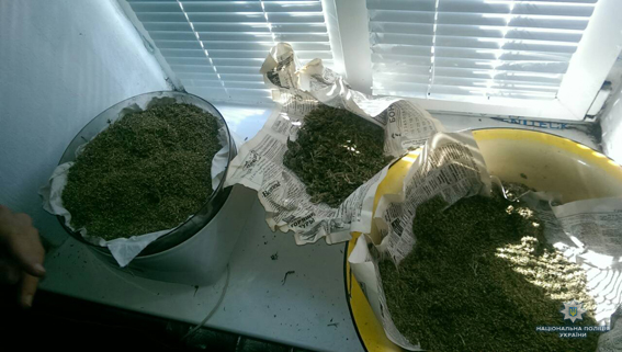 В тепличке все хорошо растет: на Николаевщине у мужчины обнаружили 2-метровые кусты конопли и 5 кг готовой к употреблению «травы» 7