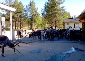 «Не бриті і не голені»: жителей городка в Лапландии замучили олени