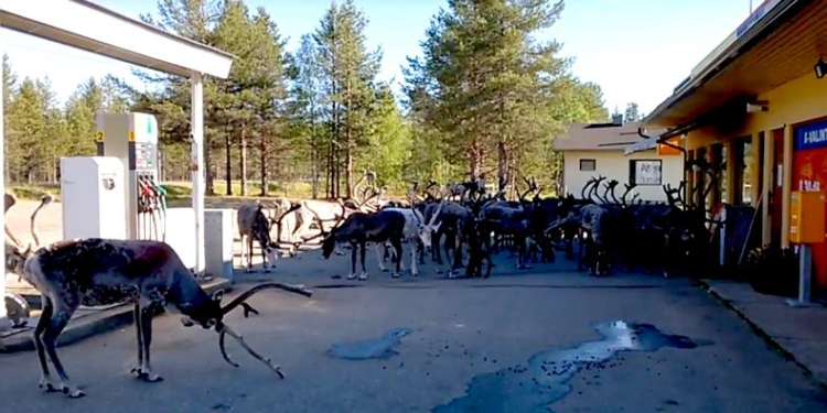 «Не бриті і не голені»: жителей городка в Лапландии замучили олени