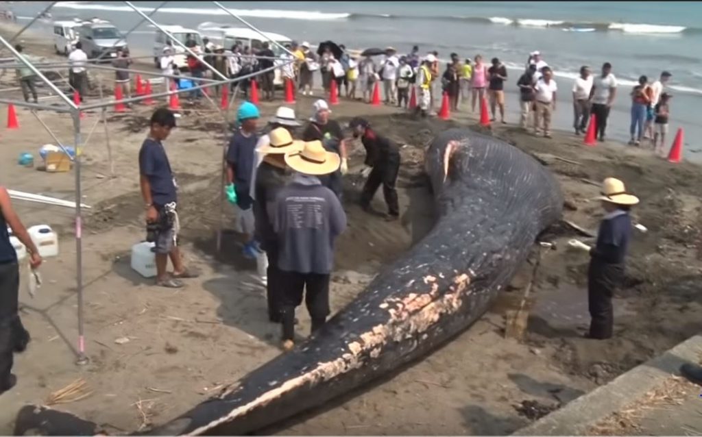 В Японии на берег выбросило редкого китенка. Вскрытие проведут прямо на пляже 1
