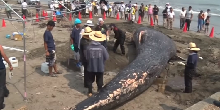 В Японии на берег выбросило редкого китенка. Вскрытие проведут прямо на пляже