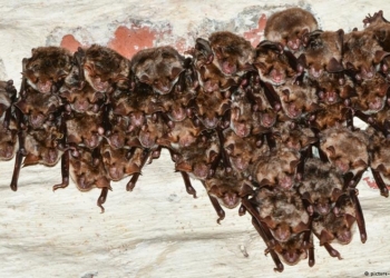 В Германии готовятся провести Ночь летучих мышей