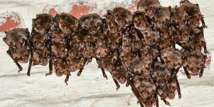 В Германии готовятся провести Ночь летучих мышей