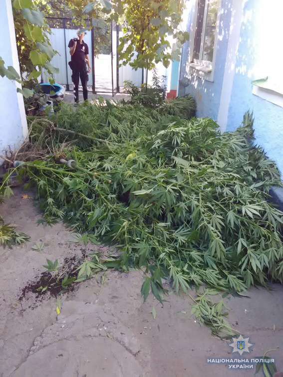 В тепличке все хорошо растет: на Николаевщине у мужчины обнаружили 2-метровые кусты конопли и 5 кг готовой к употреблению «травы» 9