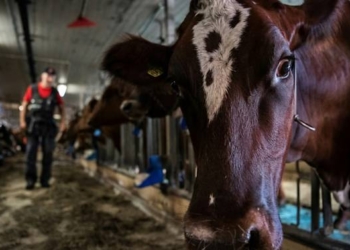 «Открытая тюрьма»: как в Швеции коровы помогают реабилитации осужденных