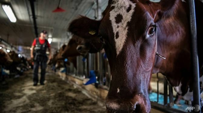 «Открытая тюрьма»: как в Швеции коровы помогают реабилитации осужденных