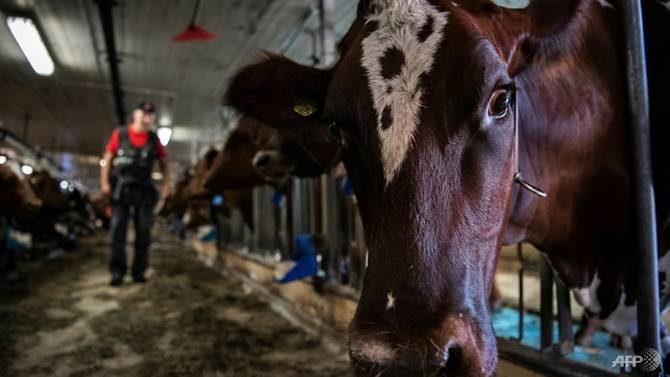 «Открытая тюрьма»: как в Швеции коровы помогают реабилитации осужденных 9
