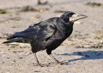 Грачей в одном из парков Франции научили собирать мусор