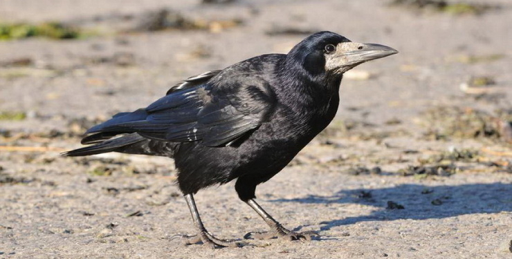 Грачей в одном из парков Франции научили собирать мусор