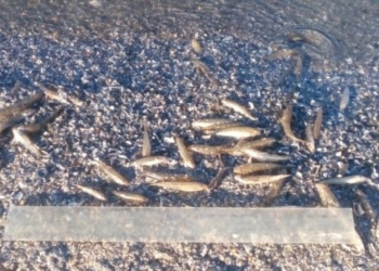 В Николаеве мор рыбы из-за превышения в воде аммиака и нитритов