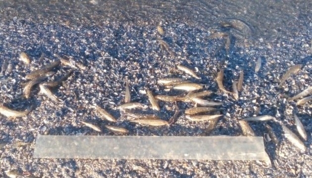 В Николаеве мор рыбы из-за превышения в воде аммиака и нитритов