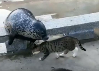 Мохнатой лапой по усатой морде. Кот “нокаутировал” тюленя