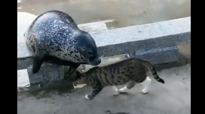 Мохнатой лапой по усатой морде. Кот “нокаутировал” тюленя