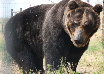 После 27 лет в неволе: в Британии свободу обретут 4 бурых медведя, которых привезли из Японии