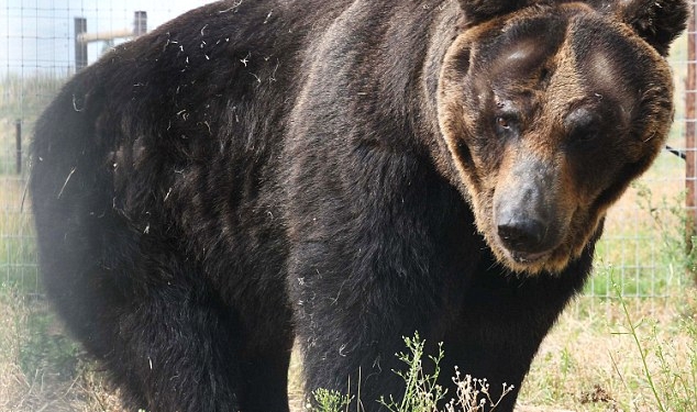 После 27 лет в неволе: в Британии свободу обретут 4 бурых медведя, которых привезли из Японии