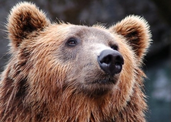 В Якутии ищут медведя с канистрой на голове