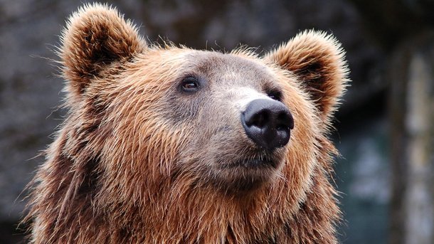 В Якутии ищут медведя с канистрой на голове 1