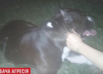Пьяная хозяйка выгуливала пса без поводка и намордника – он загрыз бульдога и бросался на людей