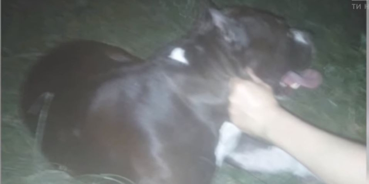 Пьяная хозяйка выгуливала пса без поводка и намордника – он загрыз бульдога и бросался на людей