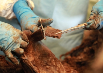 В Якутии обнаружили уникальный скелет мамонта