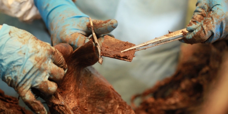 В Якутии обнаружили уникальный скелет мамонта