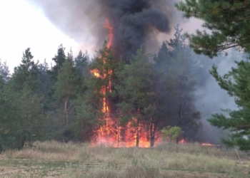 На Николаевщине горит лес. Площадь пожара – 3 га