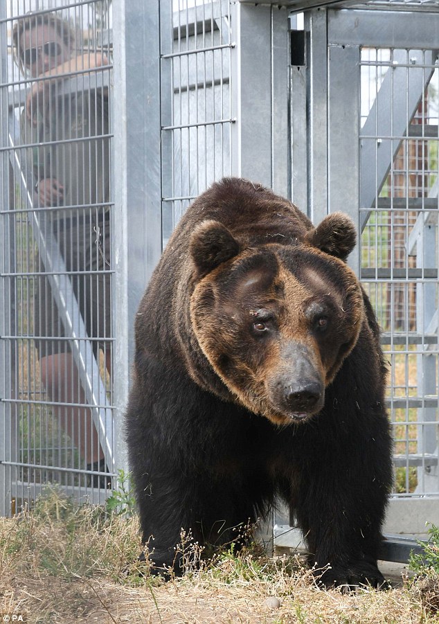 После 27 лет в неволе: в Британии свободу обретут 4 бурых медведя, которых привезли из Японии 19