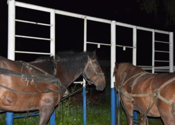 На Буковине задержали мужчин, которые конным караваном пытались переправить контрабанду