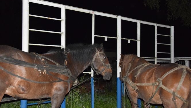 На Буковине задержали мужчин, которые конным караваном пытались переправить контрабанду