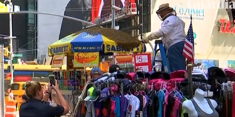 Все пропало, пчелы прилетели. Центр Нью-Йорка захватил бездомный рой