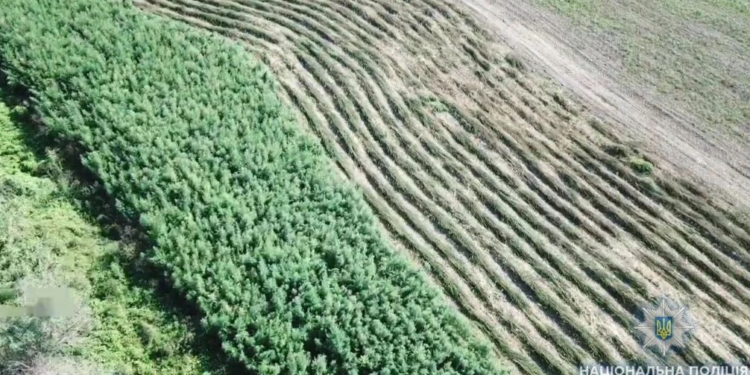 Масштаб! В соседней области обнаружили 2 га конопли, более 20 тыс. кустов